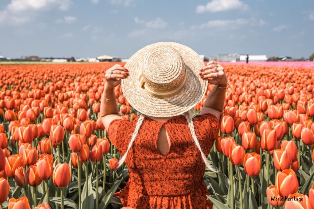 Explore the tulip fields
