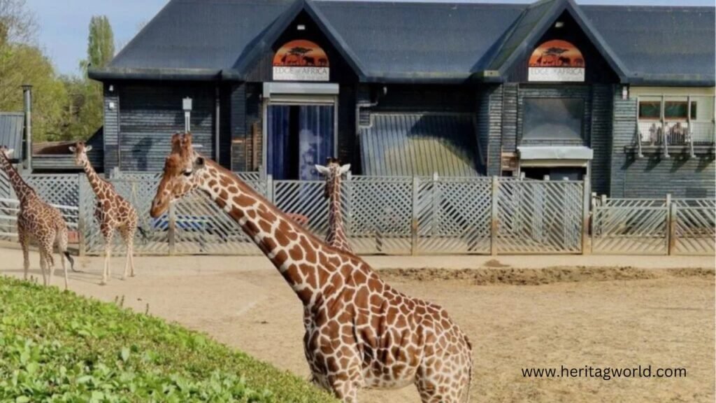 Colchester Zoo Walking Tour England