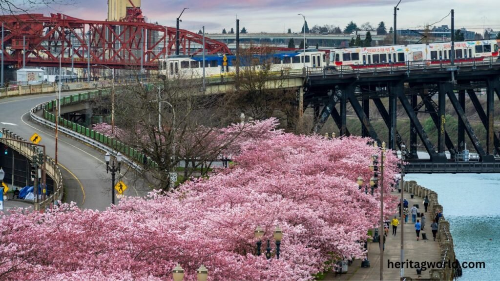 It’s Cherry Blossom Season