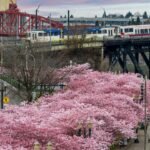 It’s Cherry Blossom Season
