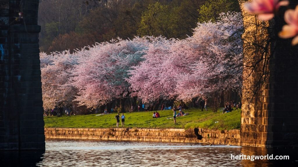 Tips for Cherry Blossom Viewing in Arizona